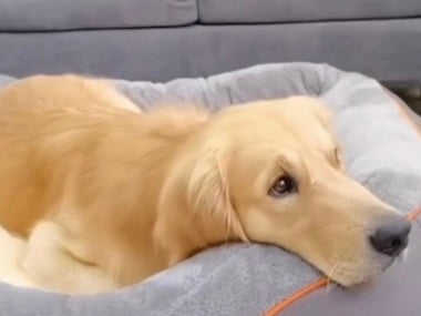 A golden retriever dog resting comfortably inside a gray plush pet bed on a gray sofa.