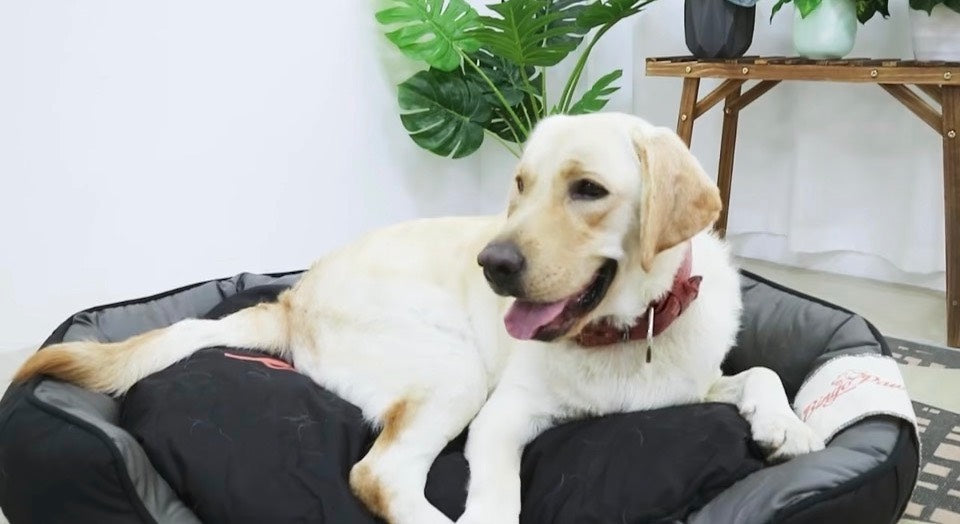 White golden retriever laying on a black sofa dog bed