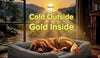 Large dog lying on a gray orthopedic dog bed in a bright room with sunlight coming through the window