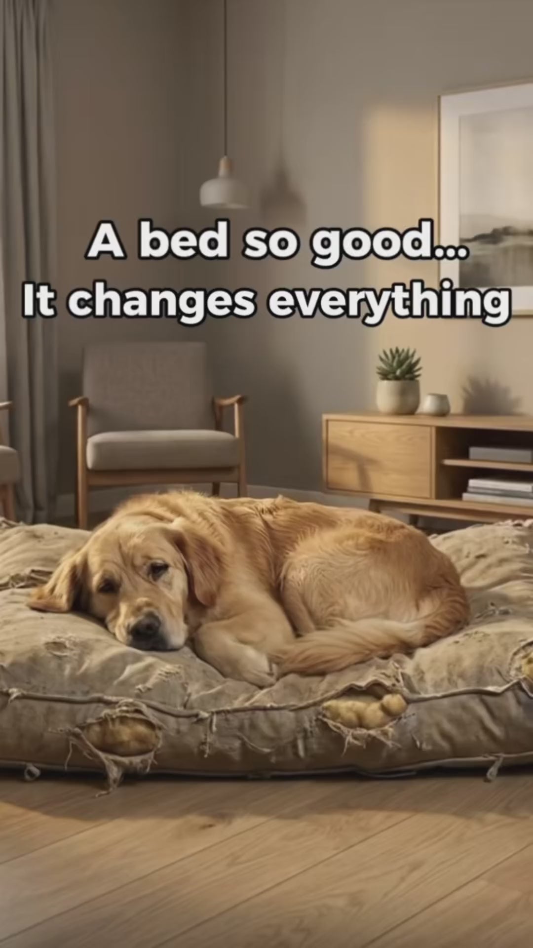 Video 2 of the gray orthopedic jumbo dog bed with removable washable cover