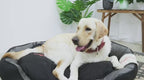 BingoPaw Jumbo Sofa Dog Bed • Waterproof • Anti-Hair • Machine Washable